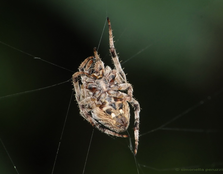 Araneus angulatus